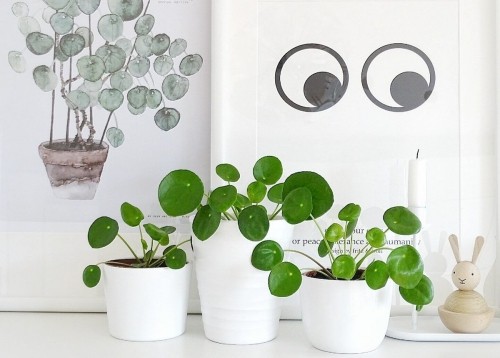 Pilea deco