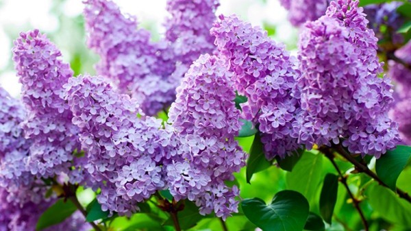 albero di lillà cura del lillà cespuglio di lillà