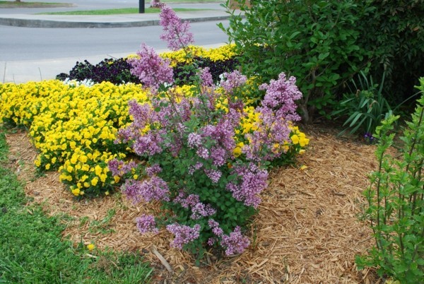 albero di lillà coreano cura del lillà