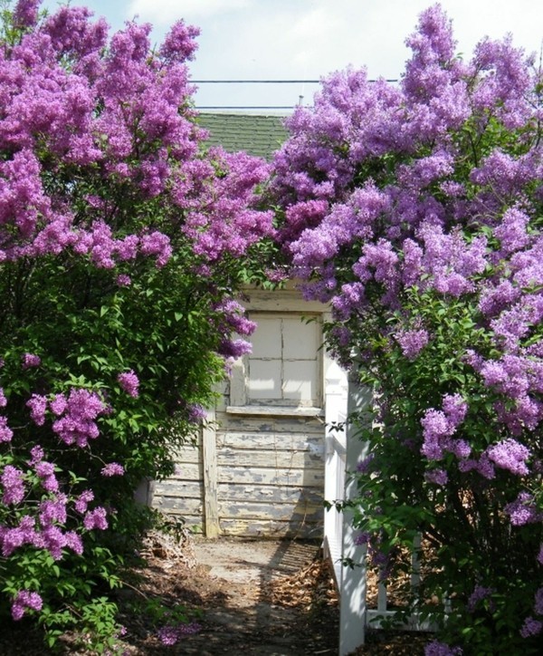 idee per piante cura lilla albero lilla