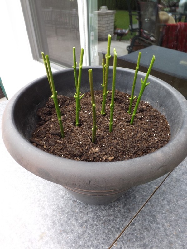 cura del lillà cespuglio di lillà albero di lillà