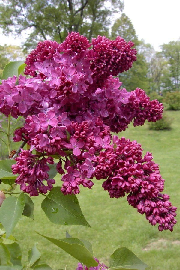 cura del lillà albero di lillà cespuglio di lillà +