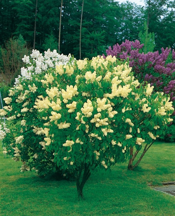 albero di lillà lilla nobile cura del lillà