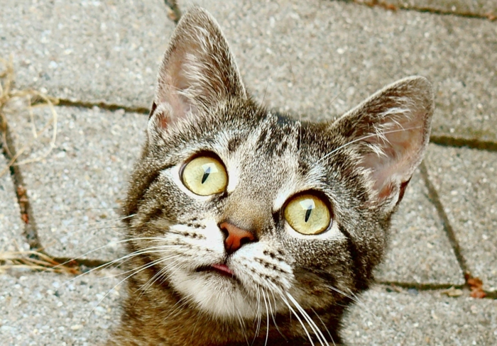 Set de vaisselle assiette à poisson couteau chat