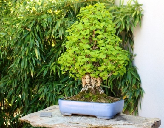 A ginkgo fa bonsai -ként való megőrzése és az élő fosszilis bonsai ginkgo fa vastag törzse fogadása