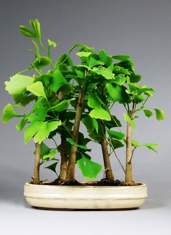 Egy ginkgo fa bonsai -ként való fenntartása és egy élő, kövér kis bonsai erdő fogadása ginkgo -ból