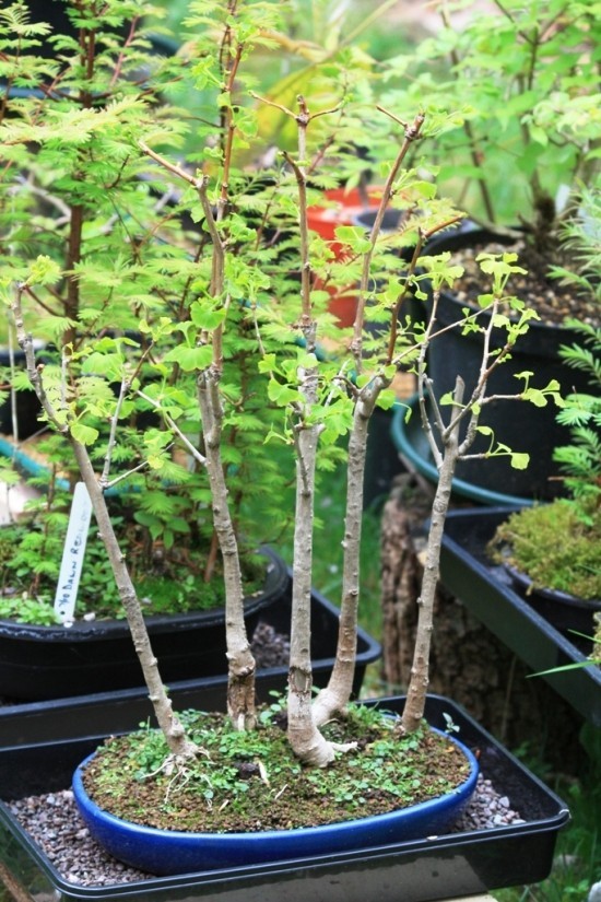 A ginkgo fa bonsai -ként való fenntartása és az élő fosszilis csoport bonsai ginkgo -erdőjének fogadása