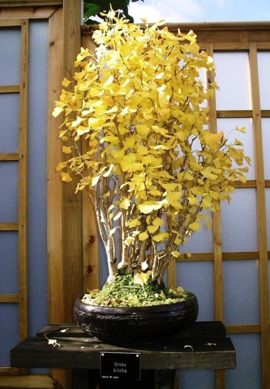 A ginkgo fa bonsai -ként való megőrzése és az élő fosszilis ginkgo bonsai fogadása sárgára vált