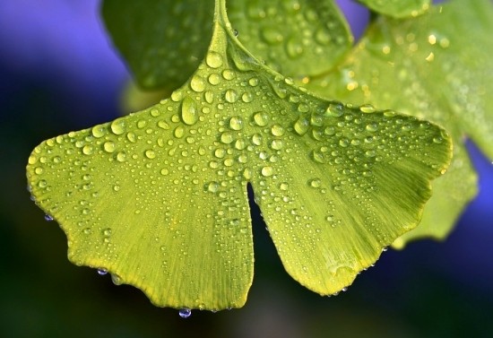A ginkgo fa bonsai -ként való megőrzése és élő kövér ginkgo -levél jellemzőjének fogadása