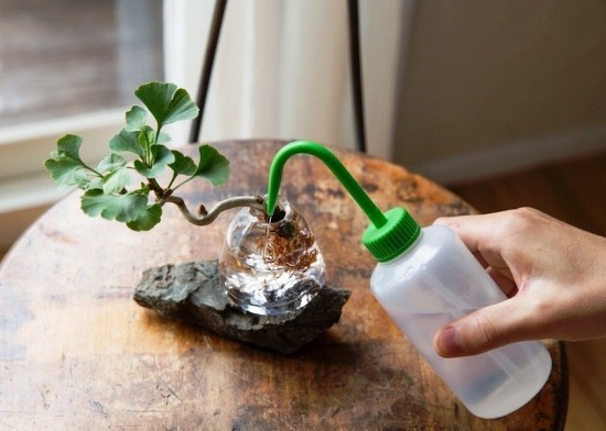 Karbantartja a ginkgo fát bonsai -ként, és üdvözöl egy élő fosszilis fát a vízellátásban