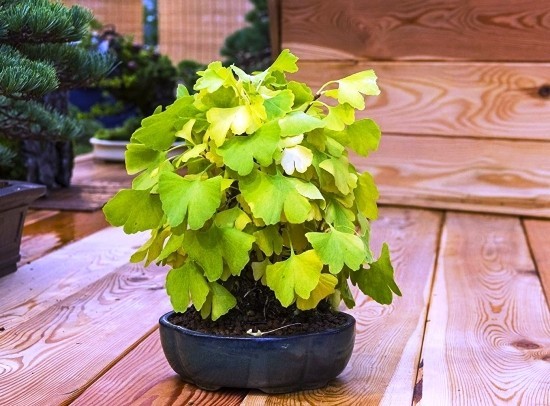 A ginkgo -fát bonsai -ként megtartani és élő kövületet fogadni lehet a ginkgo biloba -val, mint bonsai -val