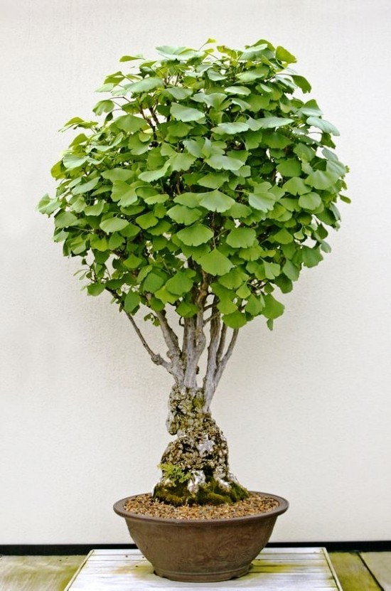 A ginkgo fa bonsai -ként való megőrzése és élő fosszilis ginkgo fa bonsai kis cserép kerek korona fogadása