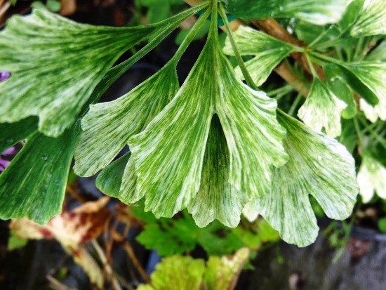 A ginkgo fa bonsai -ként való fenntartása és az élő fosszilis hófelhő -fajta ginkgo biloba fogadása