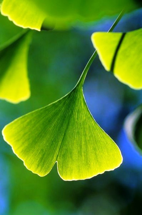 A ginkgo fa bonsai -ként való megőrzése és a ginkgo biloba élő, fosszilis jellegzetes zöld levelének fogadása