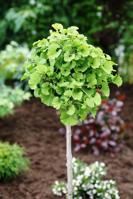 Ginkgo -fát bonsai -ként fenntartani, és élő kövér kis ginkgo -cserjét üdvözölni a kertben