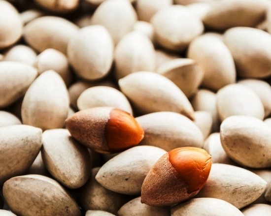 A ginkgo fa bonsai -ként való megőrzése és élő fosszilis dió fogadása a ginkgo biloba fából