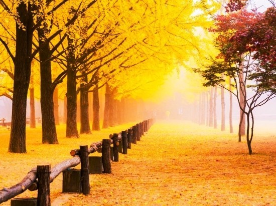 A ginkgo fa bonsai -ként való fenntartása és az élő fosszilis nami -sziget ginkgo -fa sikátorának fogadása