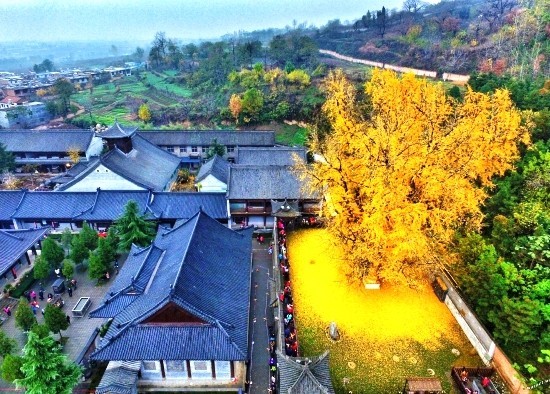Ginkgo fa bonsai -ként való fenntartása és élő fosszilis guanyin 1400 éves ginkgo fogadása