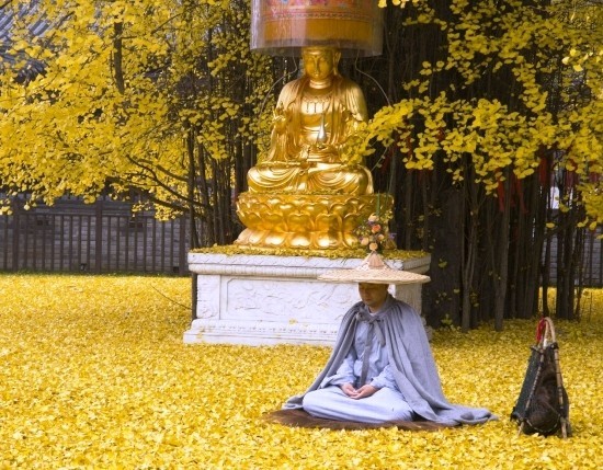 A ginkgo fa bonsai -ként való fenntartása és élő kövület fogadása az egyik legrégebbi ginkgo fa