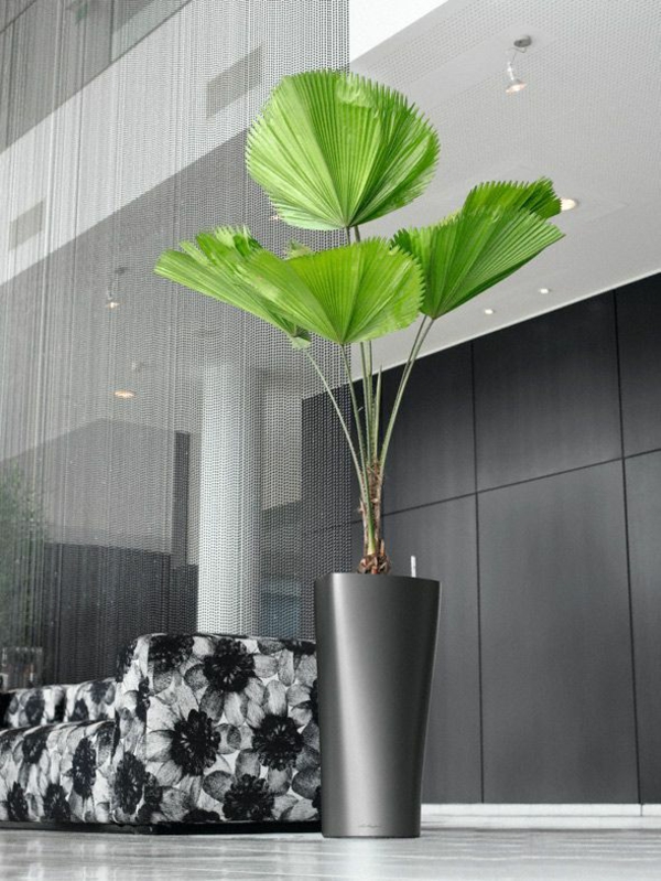 biljke s velikim lišćem velike lisnate zračne palme svježe ideje za ukrase