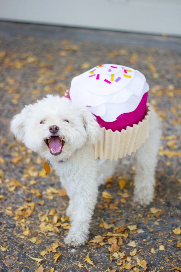 Domaći kostimi za Noć vještica za životinje Domaći kostimi za Noć vještica za životinje