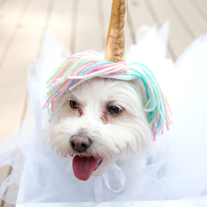 Sami napravite šareni i smiješni kostim za životinje Sami napravite šareni i smiješni kostim za životinje