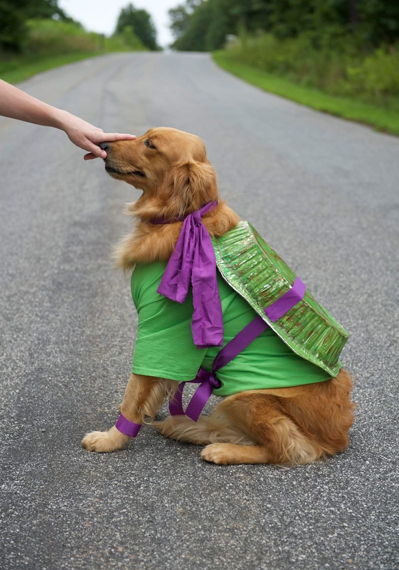 Domaći kostimi za Noć vještica za životinje: nindža kornjača Domaći kostimi za Noć vještica za životinje: nindža kornjača