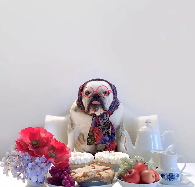 Domaći kostimi za Noć vještica za mog psa: 30 ideja za oponašanje Domaći kostimi za Noć vještica za mog psa: 30 ideja za oponašanje