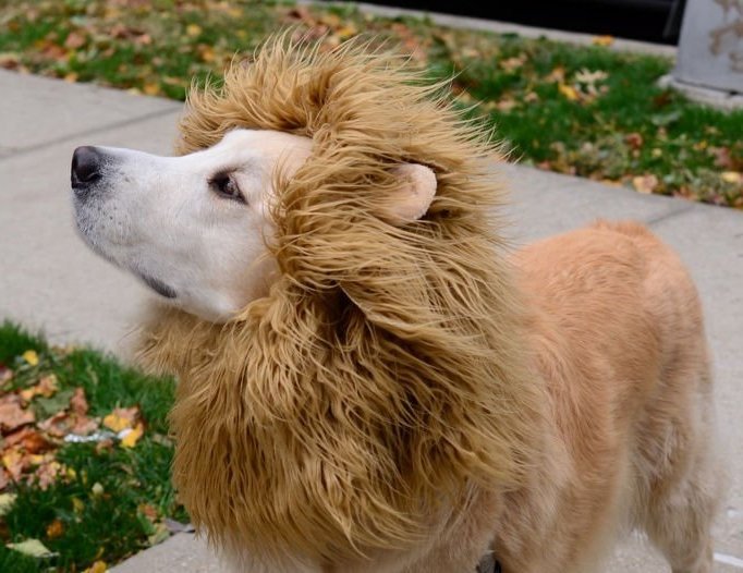 Domaći kostimi za Noć vještica za životinje: lav Domaći kostimi za Noć vještica za životinje: lav
