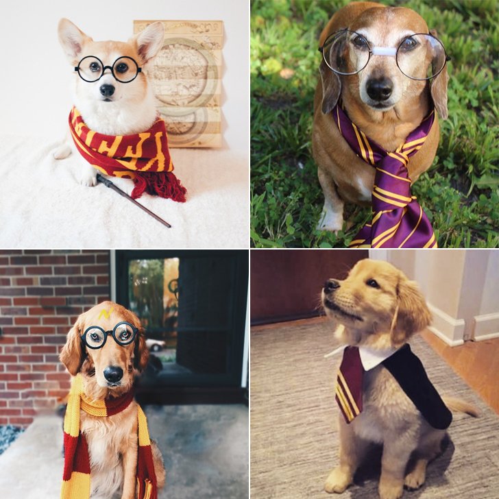 Domaći kostimi za Noć vještica za životinje: Harry Potter Domaći kostimi za Noć vještica za životinje: Harry Potter