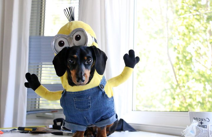 Domaći kostimi za Noć vještica za životinje: Kostim Minion Domaći kostimi za Noć vještica za životinje: Kostim Minion