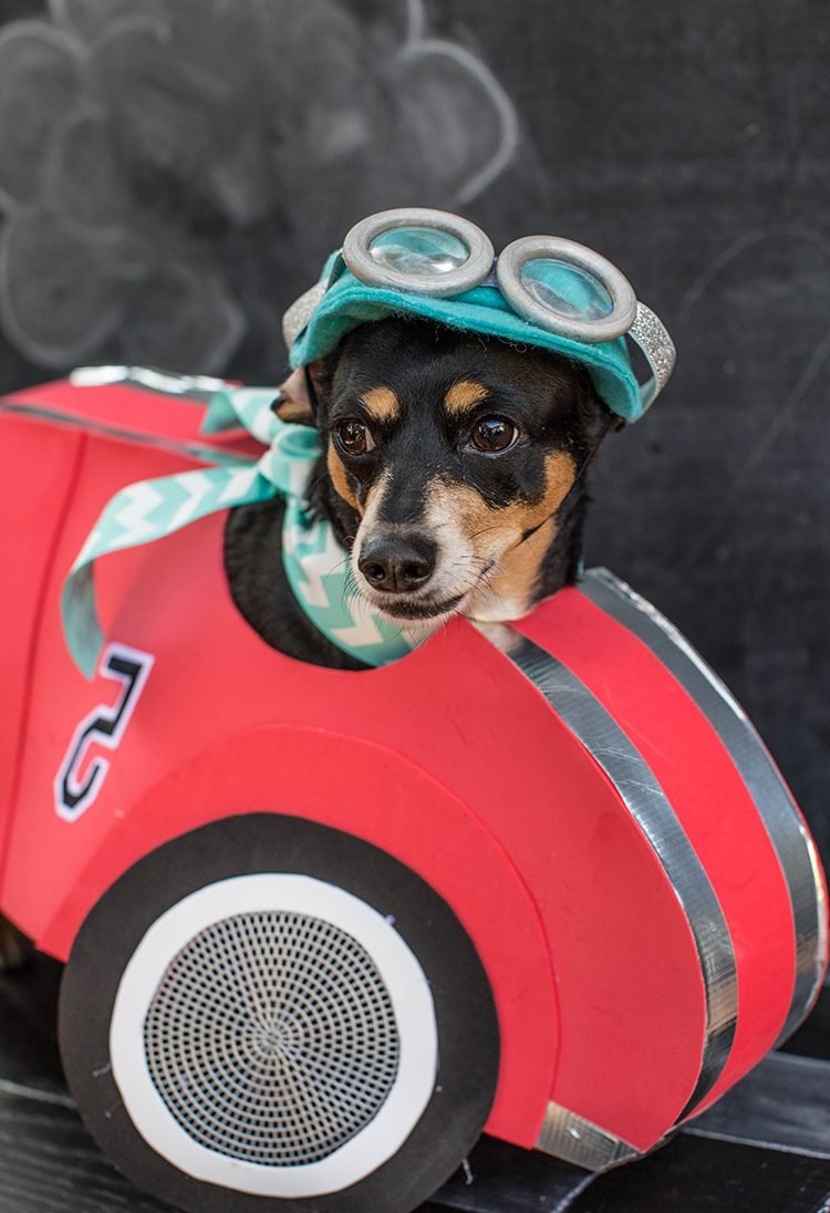 Domaći kostimi za Noć vještica za mog psa: izvrsne ideje za oponašanje Domaći kostimi za Noć vještica za mog psa: izvrsne ideje za oponašanje