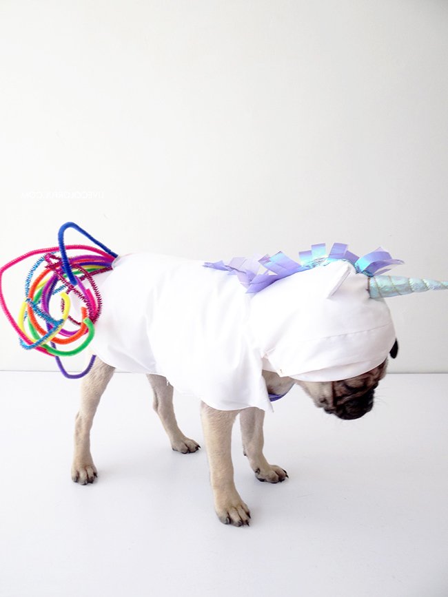 Napravite sami kostim jednoroga za psa: konačni izgled Napravite sami kostim jednoroga za psa: konačni izgled