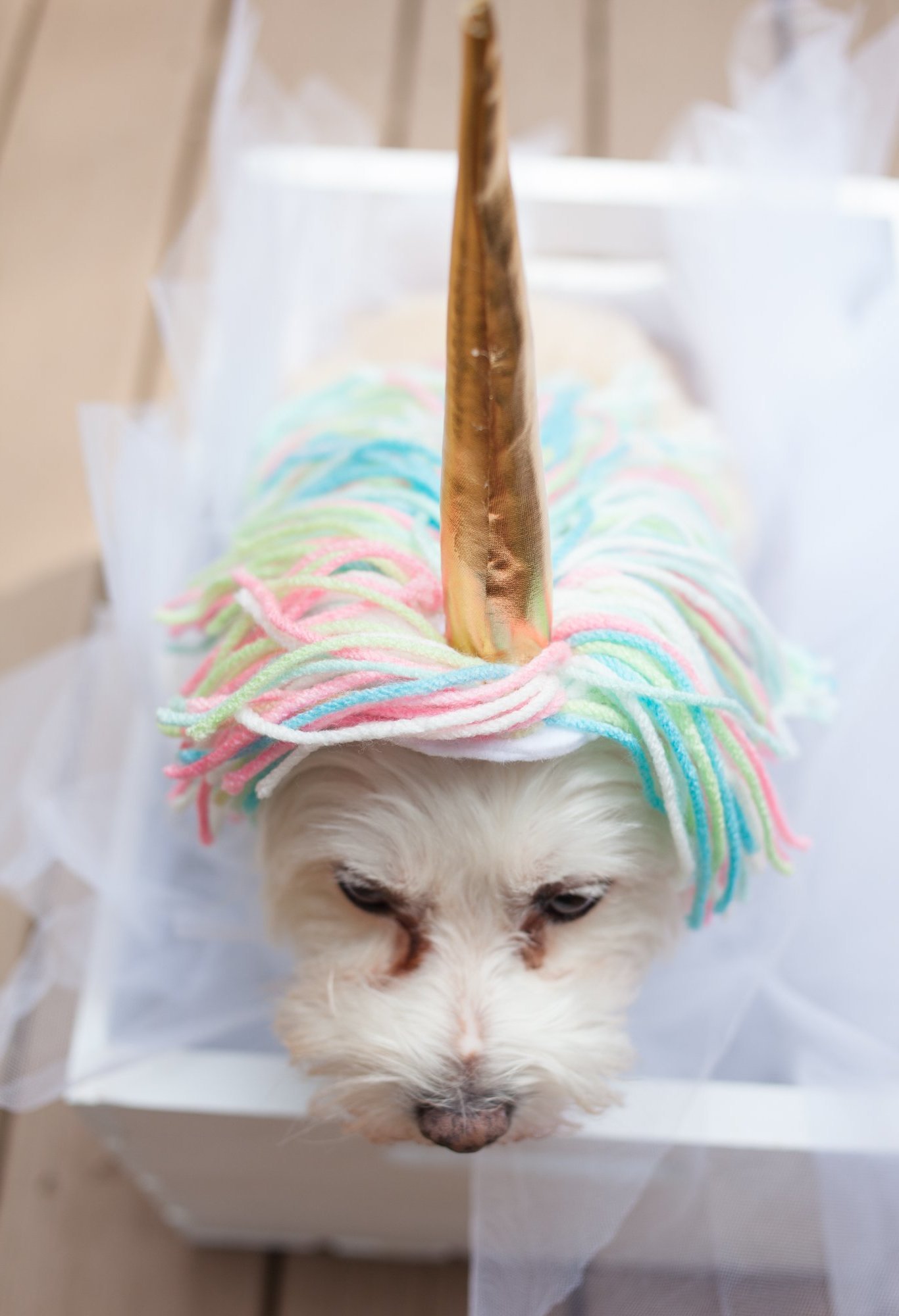 DIY kombinezon životinje za Halloween DIY kombinezon životinje za Halloween