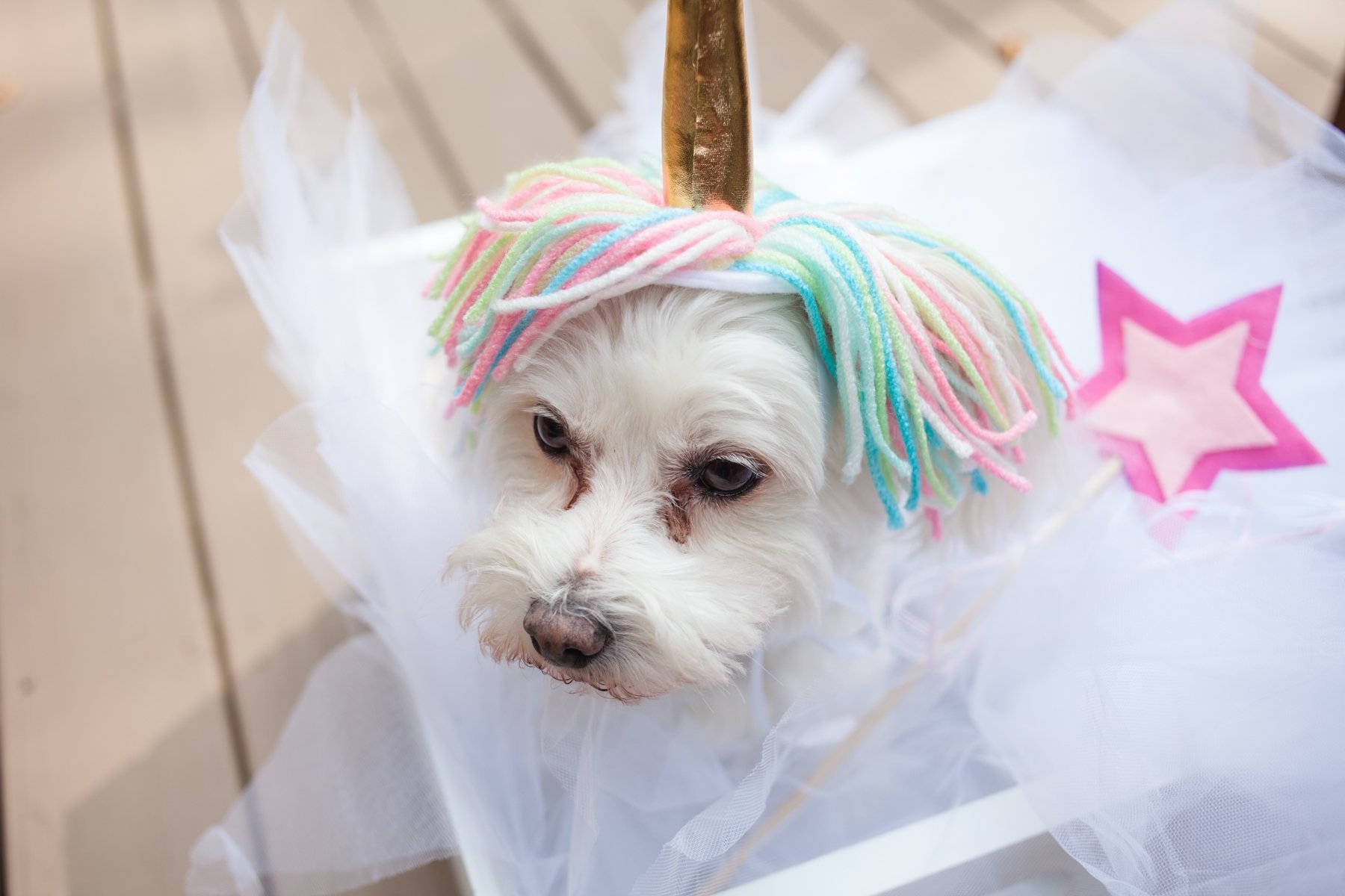 Napravite sami kostim jednoroga za životinje Napravite sami kostim jednoroga za životinje