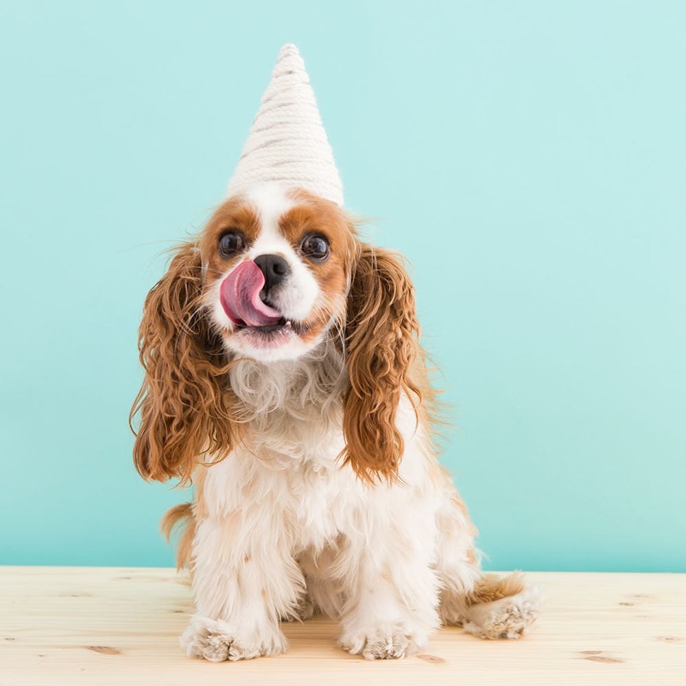 Dječji kostim jednorog za četveronožne prijatelje Dječji kostim jednorog za četveronožne prijatelje