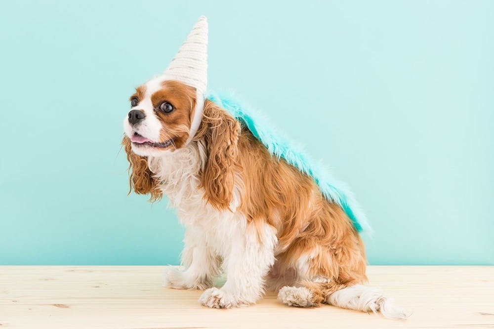 Ako je vaš četveronožni prijatelj s vama na svakom koraku, potreban mu je i originalni kostim za Noć vještica. Što mislite o kostimu jednoroga?