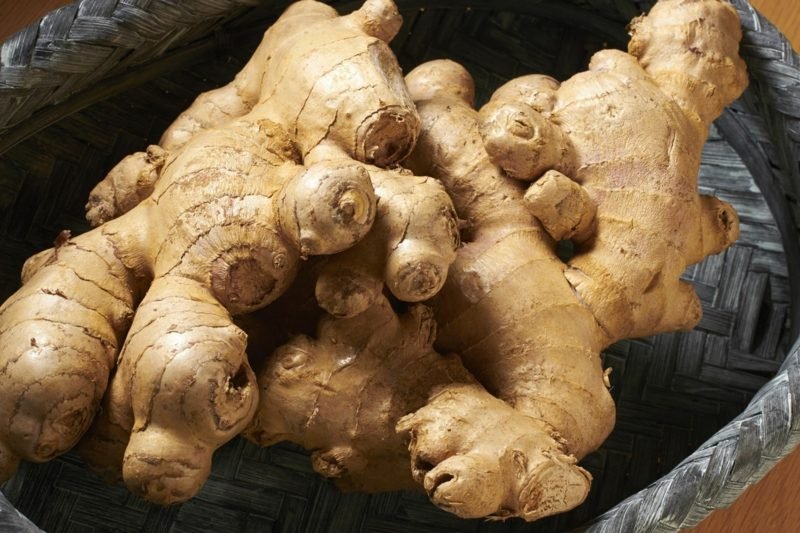 biljke korijena đumbira korijen đumbira