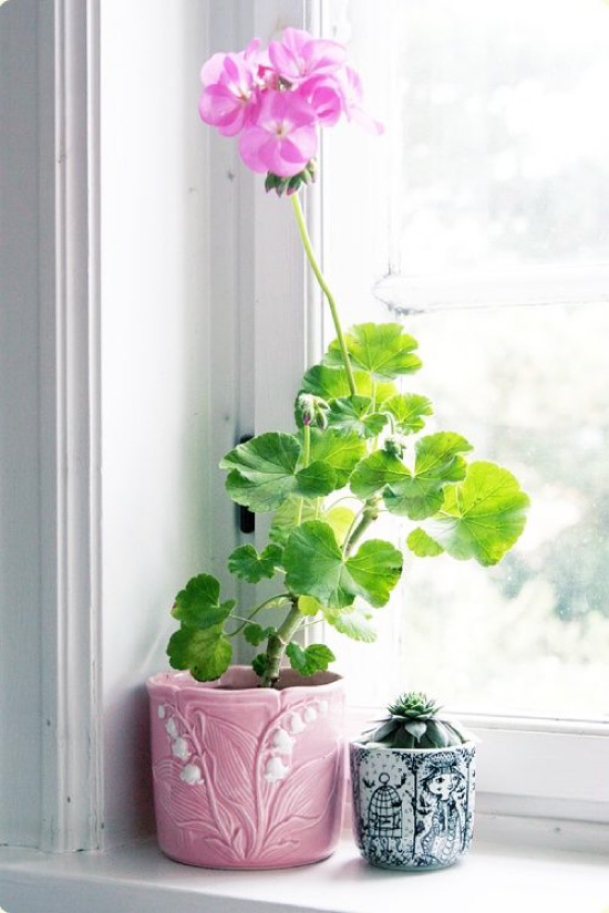 Langwerpige geranium