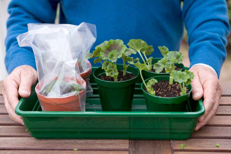 Geraniumstekken rooten