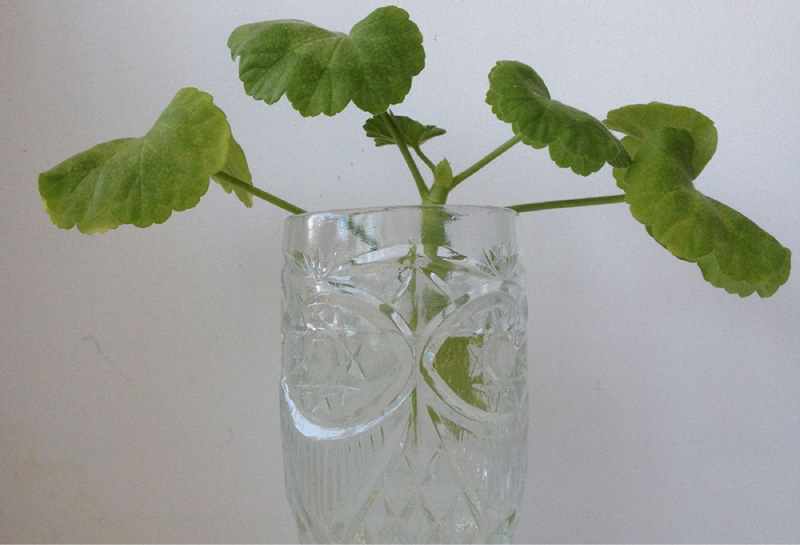 Wortelen van de stekken in water