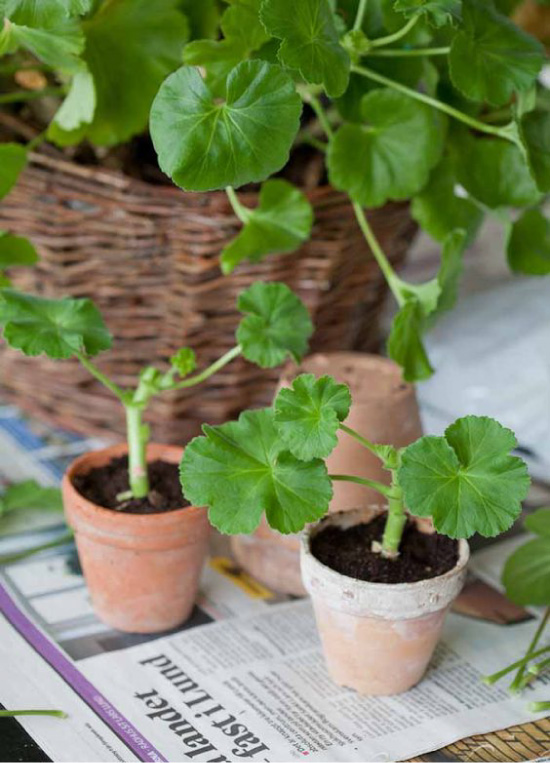 Geranium transplantatie