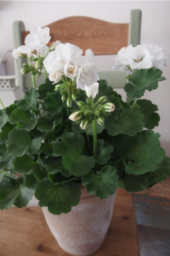 Rozeknop pelargonium