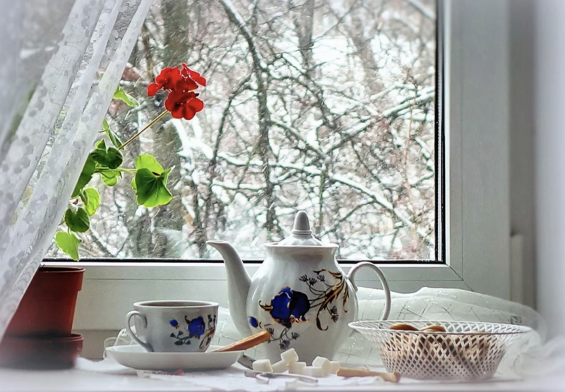 Geranium in de winter