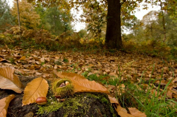 Gesztenyegyűjtés A szelídgesztenye tippek és trükkök felismerése