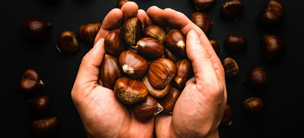 Gesztenyegyűjtés Csemegegesztenye készítése tények