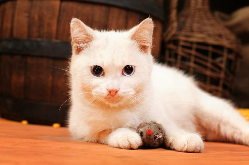 Igračke za mačke same čine plijen