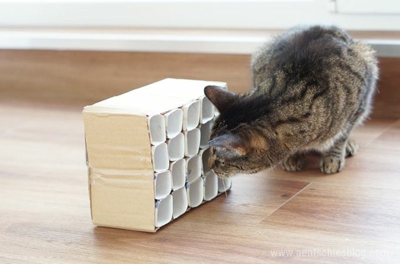 Napravite kutiju za nered za mačku s rolnama toaletnog papira Napravite igračke za mačke sami u lutajućoj kutiji