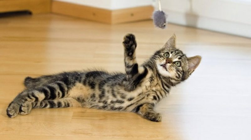 Obratite pažnju svom omiljenom ljubimcu Napravite igračke za mačke sami Plijen za miša