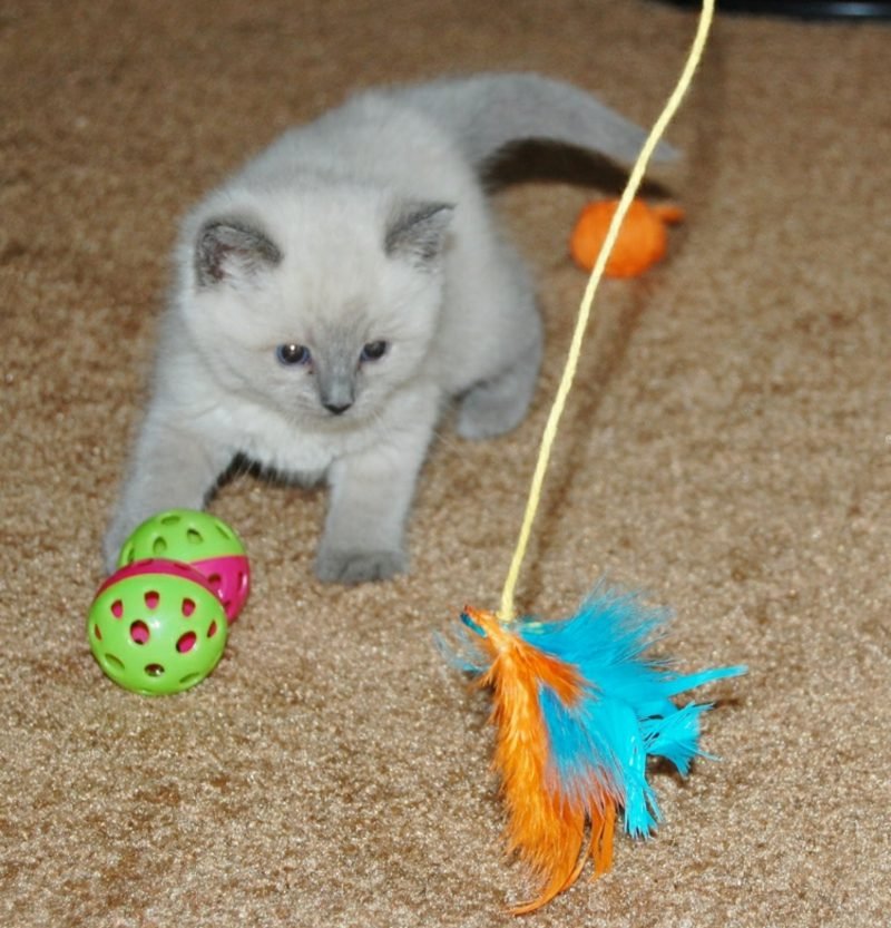 Mačke igračke maštovite DIY ideje Mačke igračke same čine plijen s perjem